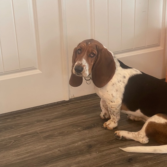 bassetdoglover